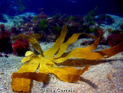 Laminaria! by Elia Correia 